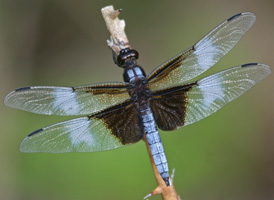 Widow Skimmer